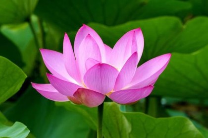 七月有哪些星座,狮子座男生性格