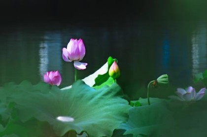 摩羯座是不是学霸第一名,摩羯座和什么座最配
