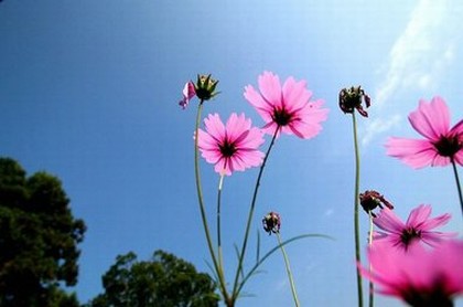属虎的狮子女和属马的魔蝎男,虎跟什么属相冲