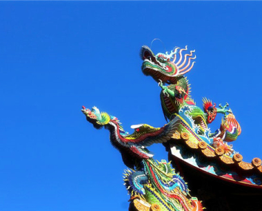 生肖属龙的人适合养哪些花？