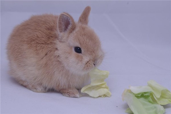 属兔佩戴什么生肖最旺