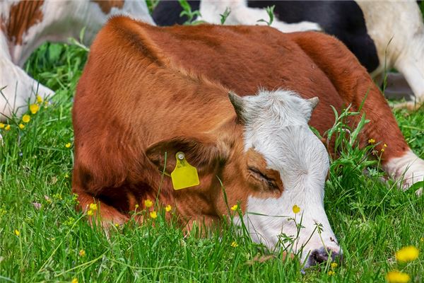 85年属牛人2023年每月运势及运程