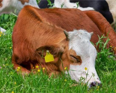 85年属牛人2023年每月运势及运程