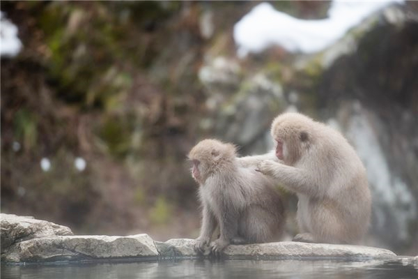 生肖猴2024年2月改运大揭秘，整体运势分析