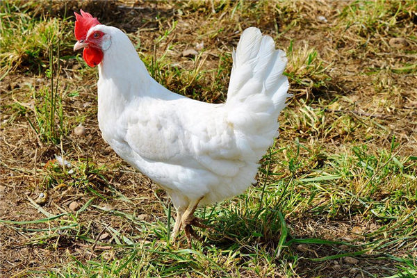 属鸡人2024年每月运势