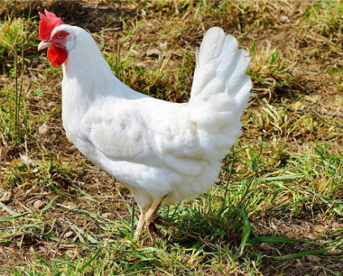 属鸡人2024年每月运势