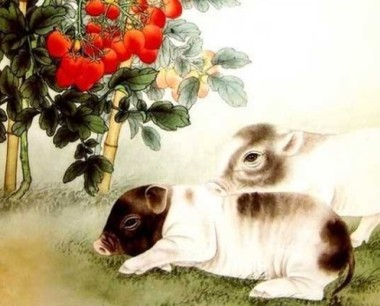 属猪的几月出生最好男
