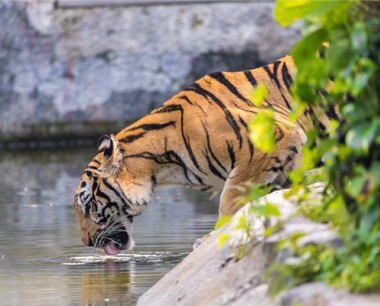 1974年属虎的是什么命