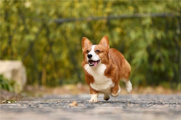 属狗男性格特点