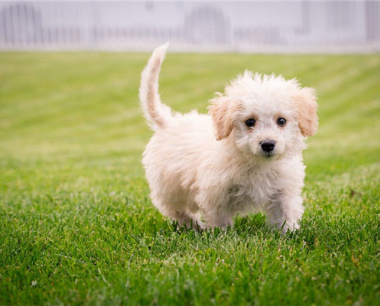 94年属狗30岁有一灾