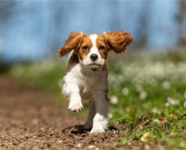 2020年82年属狗男运势