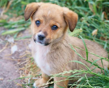 1970年属狗男2024年运势及运程每月运程