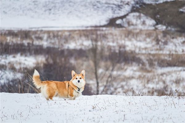 2024年属狗人犯太岁吗