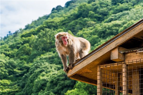 属猴人佩戴什么旺财
