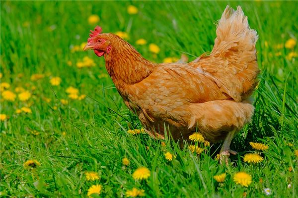 运势大全：2019年属鸡运势分析