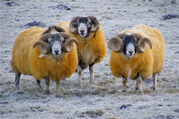 属羊人的贵人生肖是谁