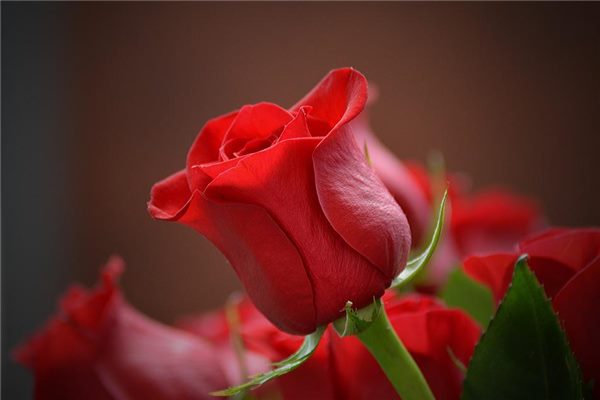属狗的适合养什么花