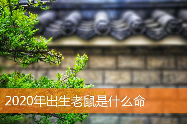 2020年出生老鼠是什么命
