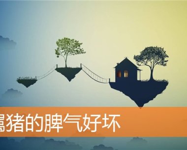 属猪的脾气好坏