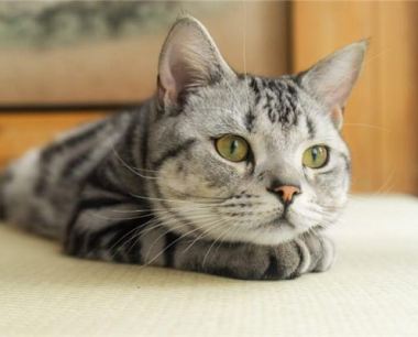 属蛇人养猫如何旺