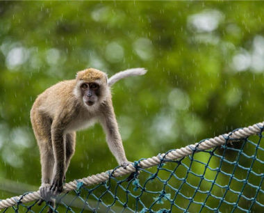 80属猴女后半生感情运势