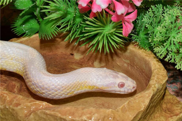 属蛇适合养什么植物