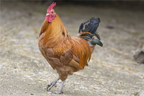 属鸡人的情劫是属什么