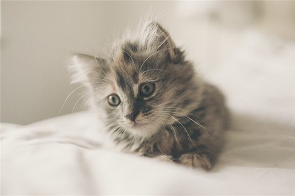 属鼠的人适合养猫吗