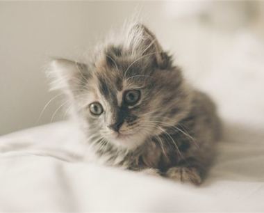 属鼠的人适合养猫吗