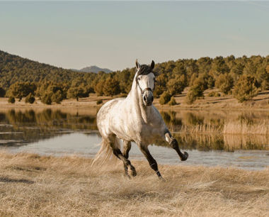 属马2022年每月运势