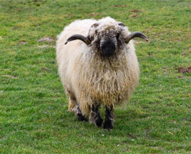 1979年7月属羊的性格运势