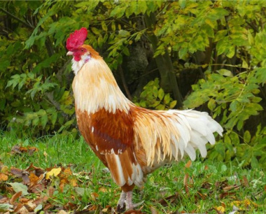 谁能压住属鸡人