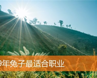 99年兔子最适合职业