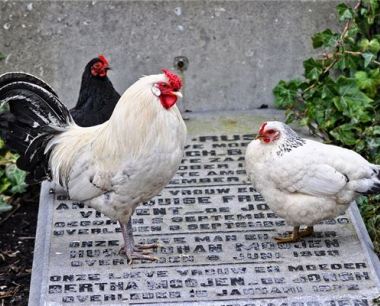 2005年的属相命运