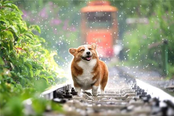 属狗的2020年运势