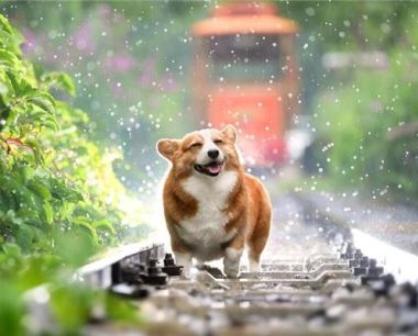 属狗的2020年运势