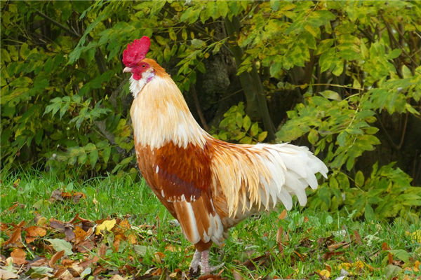 属鸡人2022年每月运势