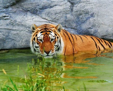 98年属虎2024年婚姻最终归宿