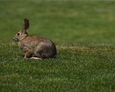 1999年的本命年是哪一年