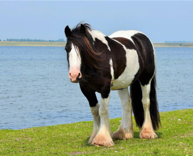 90属马一生转折点