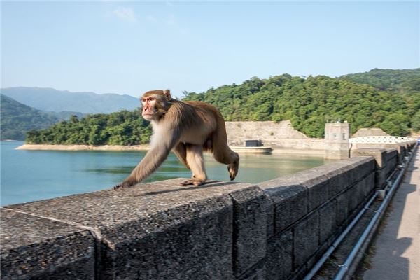 2022年年龄生肖猴