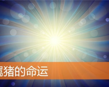 属猪的命运
