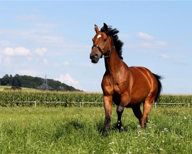 属马的过了34岁就顺了，属马人34岁之后运势如何