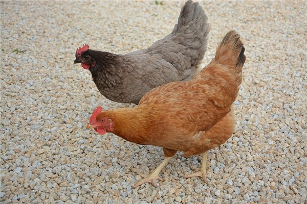 属鸡女对待感情怎么样，属鸡女试探你的方式