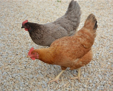 属鸡女对待感情怎么样，属鸡女试探你的方式
