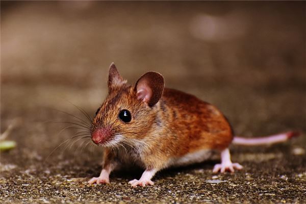 鼠年生人五行属啥