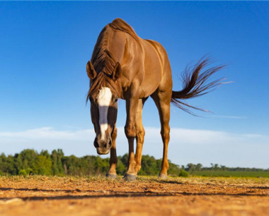 78年马女2024有喜事