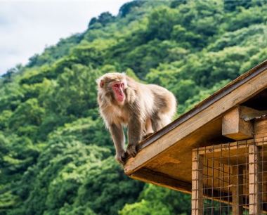 属猴秋天出生好不好