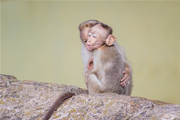 生肖属猴的男人特点