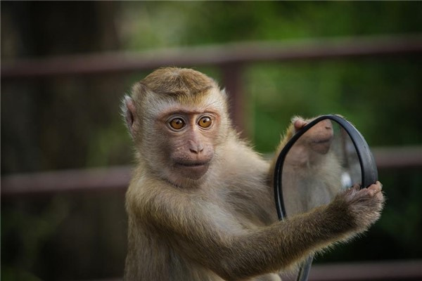 属猴的男人养什么花招财